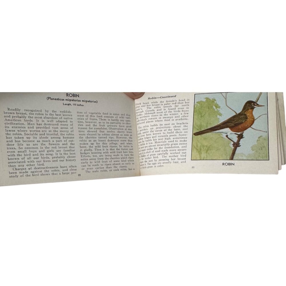 Vintage 1931 "The Green Book Of Birds Of America" By Frank G. Ashbrook - Picture 14 of 16